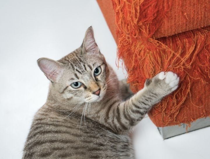 Pet Behaviorists in Bellevue