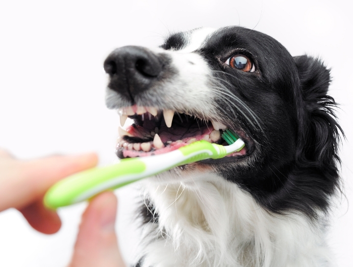 $city Pet Dentist