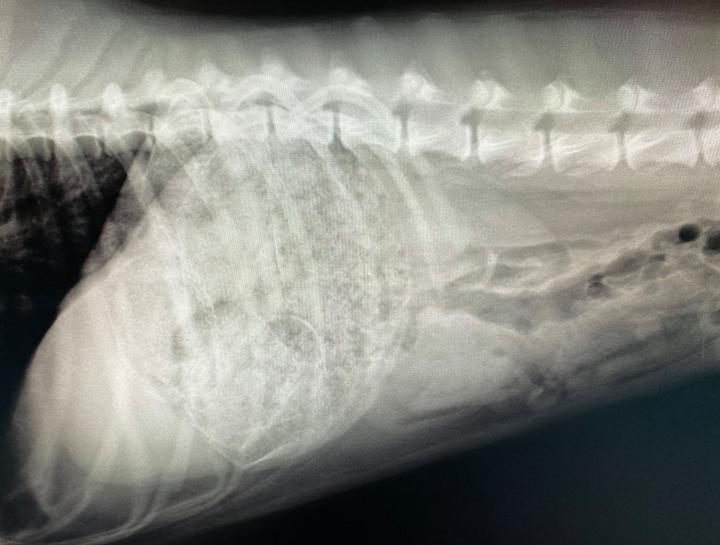 Pet Digital Radiology